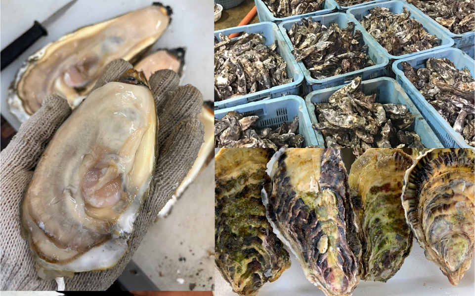 会社概要-牡蠣